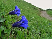 29 Gentiana acaulis (Genziana di Koch) sul sent. 101-109 unificato 